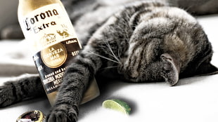 gray tabby cat with Corona extra beer bottle